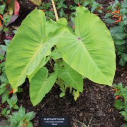 Location: Longwood Gardens, PA
Date: 2016-06-07
planted in ground outside
