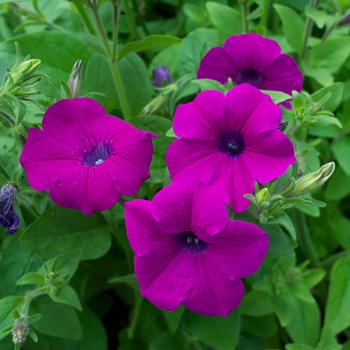 Photo of Violet-flowered Petunia (Petunia integrifolia) uploaded by Joy