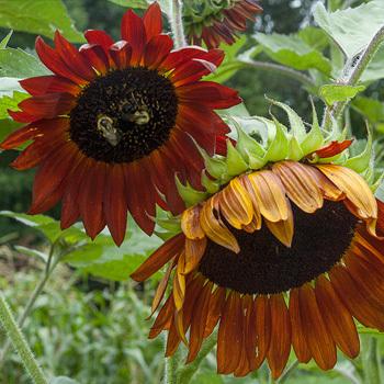 Photo of Sunflower (Helianthus annuus 'Velvet Queen') uploaded by Joy
