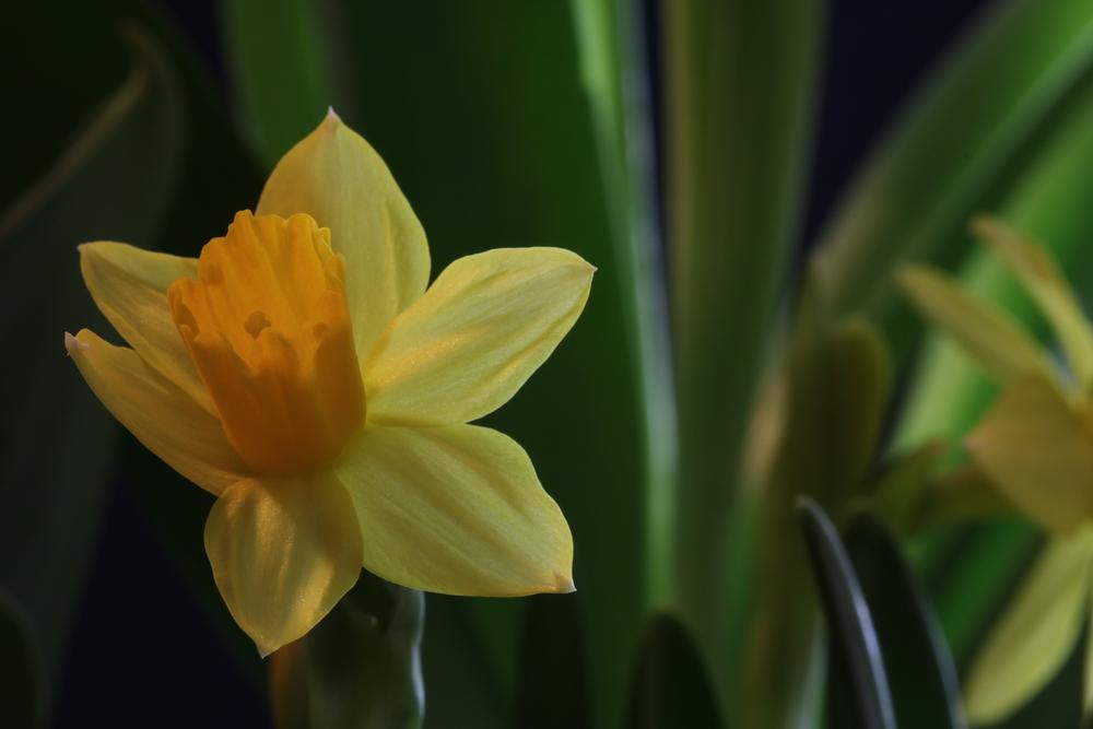 Photo of Cyclamineus Daffodil (Narcissus 'Jetfire') uploaded by Lucichar