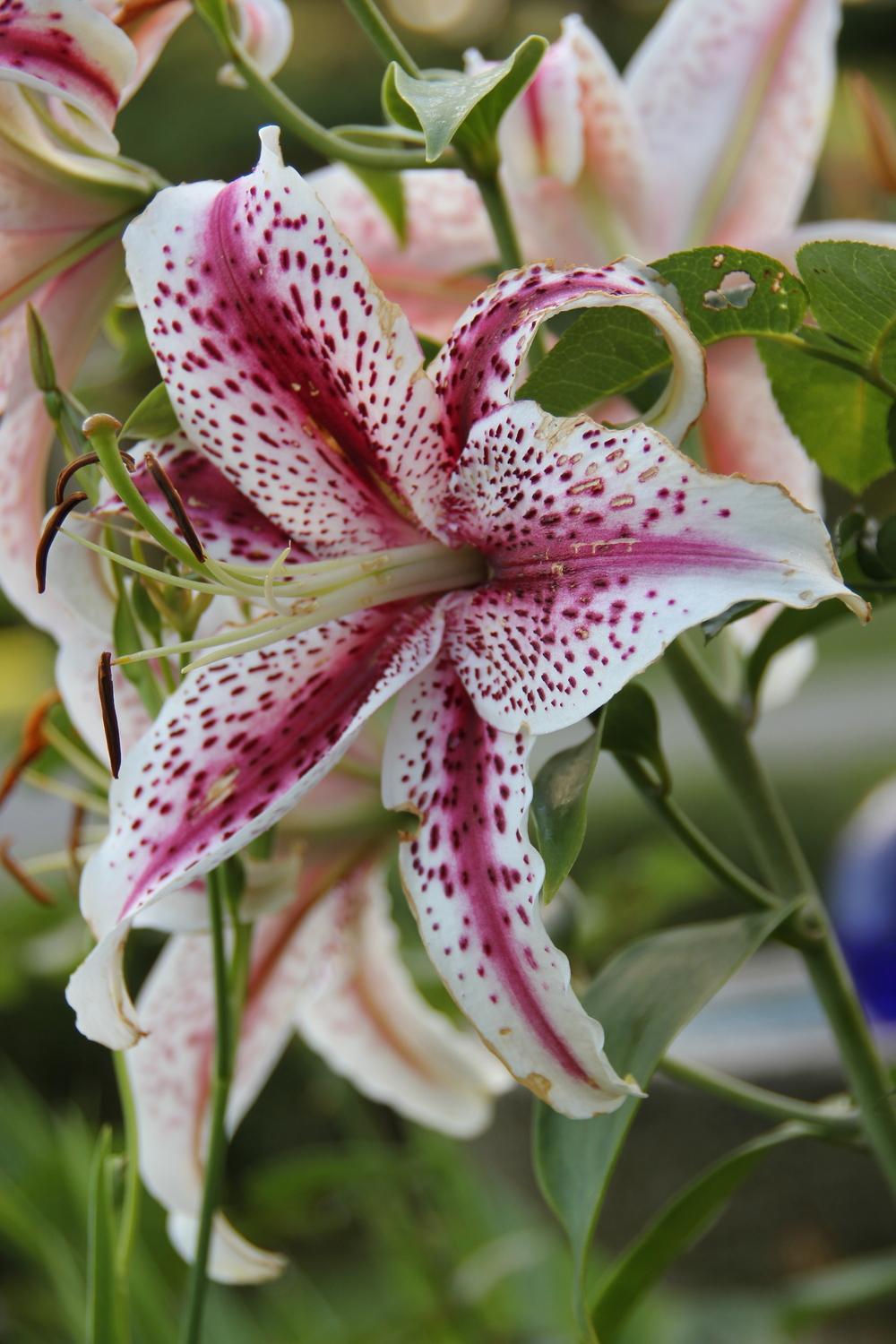 Photo of Lilies (Lilium) uploaded by Lucichar