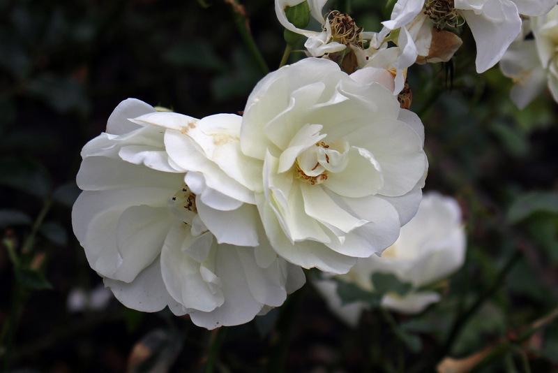 Photo of Groundcover Rose (Rosa 'Flower Carpet White') uploaded by RuuddeBlock