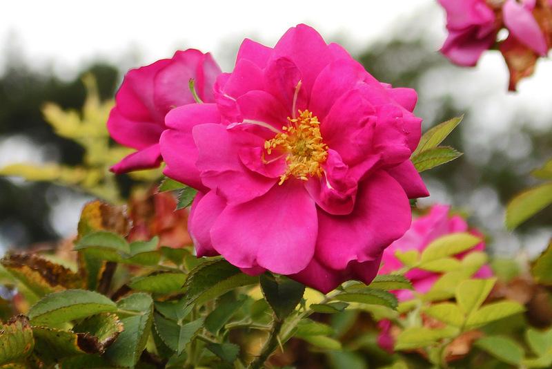Photo of Rose (Rosa 'Sir John Betjeman') uploaded by RuuddeBlock