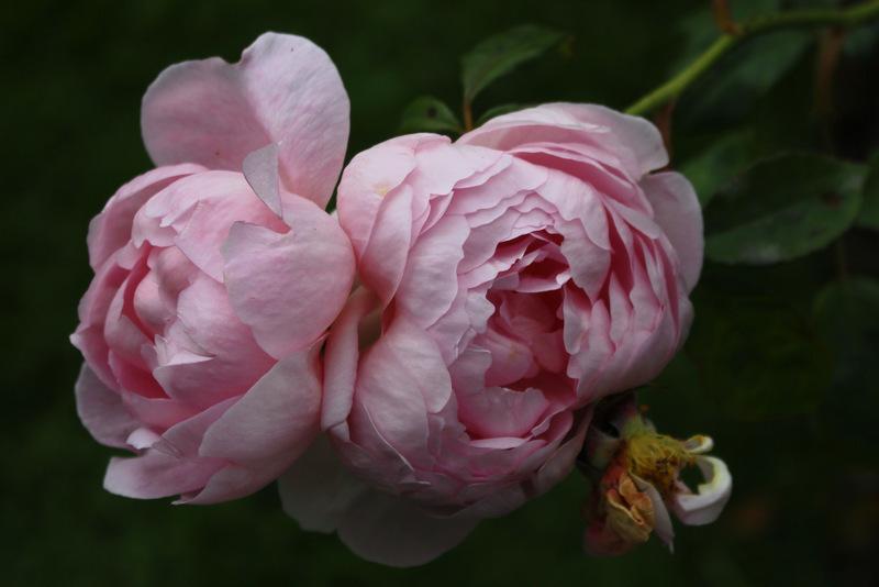 Photo of Rose (Rosa 'Scepter'd Isle') uploaded by RuuddeBlock