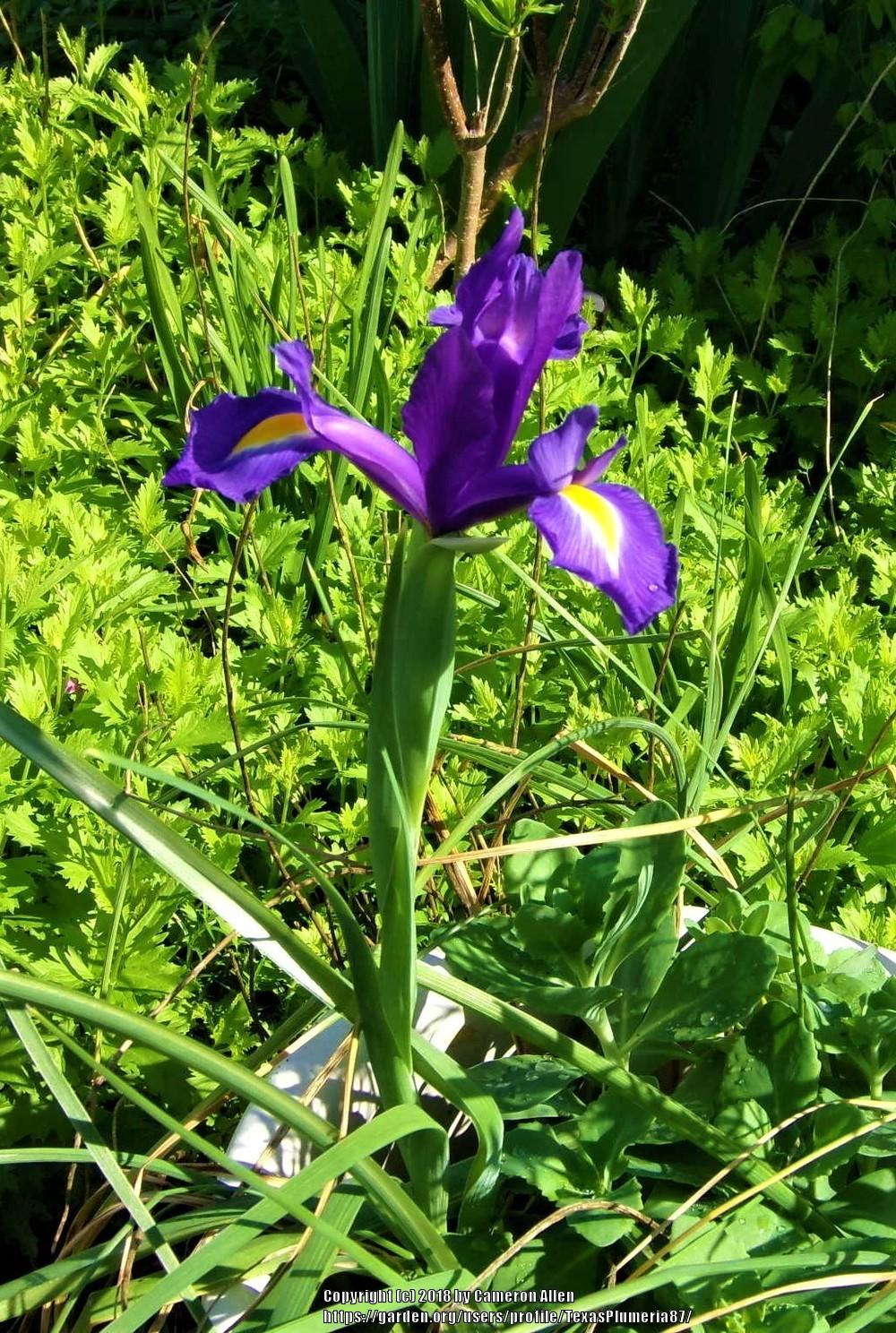 Photo of Dutch Iris (Iris x hollandica) uploaded by TexasPlumeria87