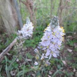 Location: Kyle, Texas
Date: 2018-03-21
Lightly fragrant, this wild hyacinth comes back every year