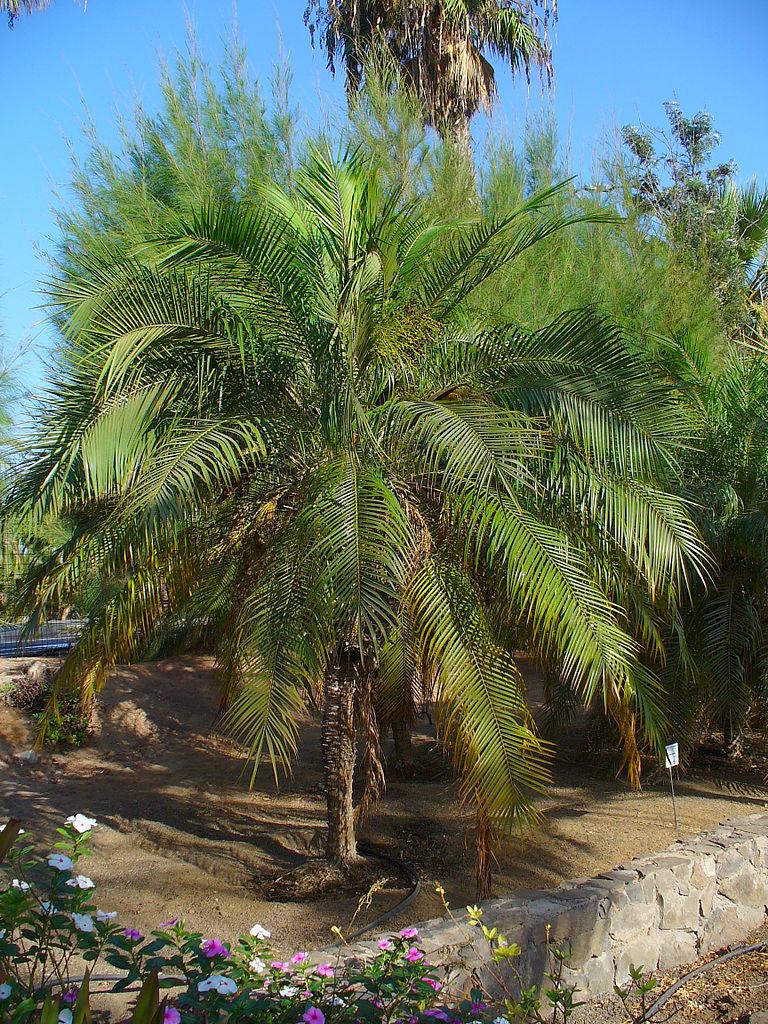 Photo of Pygmy Date Palm (Phoenix roebelenii) uploaded by robertduval14