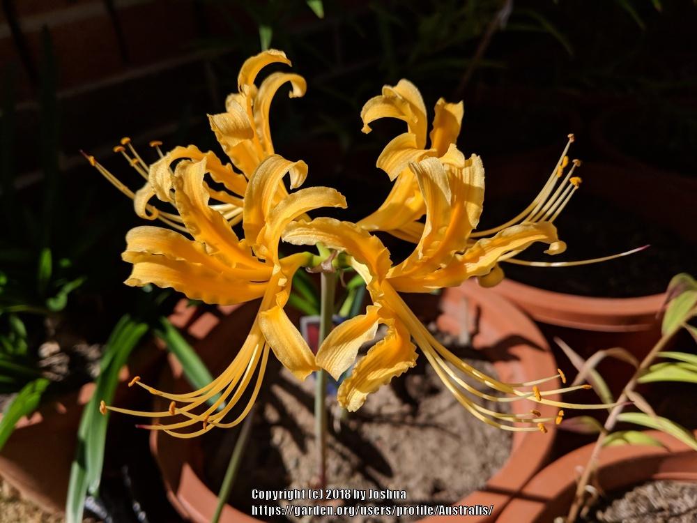 Photo of Golden Spider Lily (Lycoris aurea) uploaded by Australis