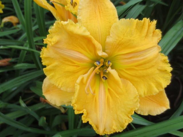 Photo of Daylily (Hemerocallis 'Carved Pumpkin Pie') uploaded by Caruso