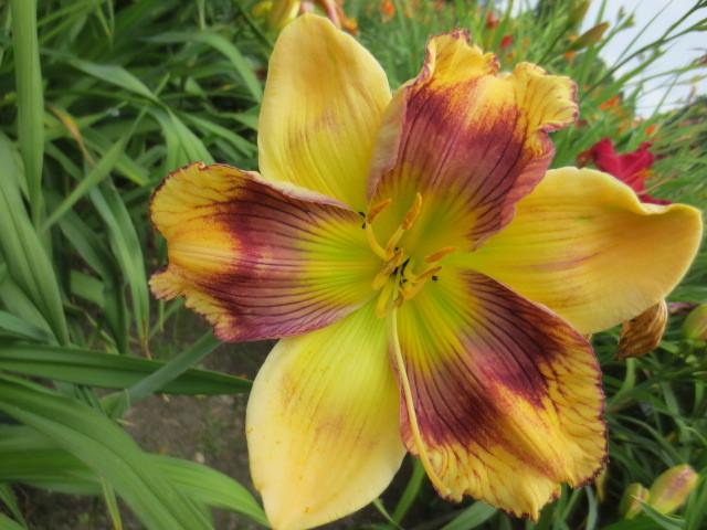 Photo of Daylily (Hemerocallis 'Believing in Design') uploaded by Caruso
