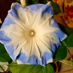 Location: Wilmington, Delaware USA
Indoors Grown Morning Glory