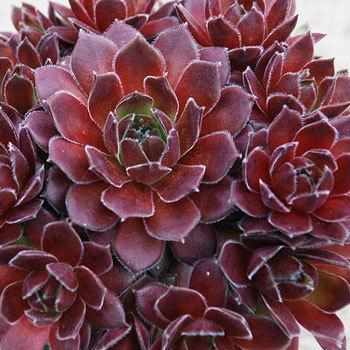 Photo of Hen and Chicks (Sempervivum 'Director Jacobs') uploaded by Joy