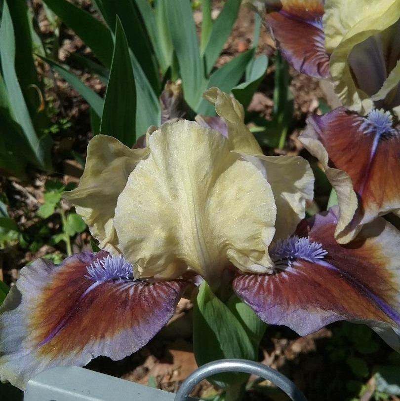 Photo of Standard Dwarf Bearded Iris (Iris 'Rainbow Rim') uploaded by grannysgarden