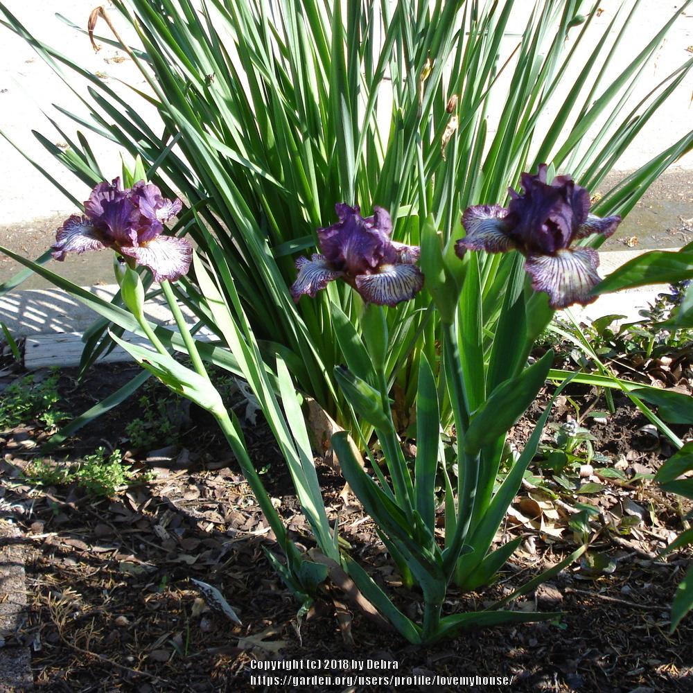Photo of Intermediate Bearded Iris (Iris 'Fall Line') uploaded by lovemyhouse