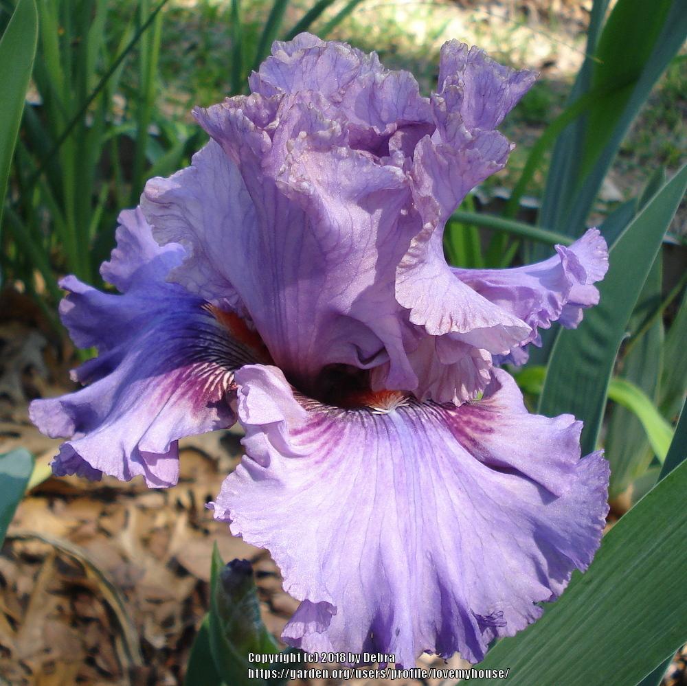 Photo of Tall Bearded Iris (Iris 'Ruby Haze') uploaded by lovemyhouse