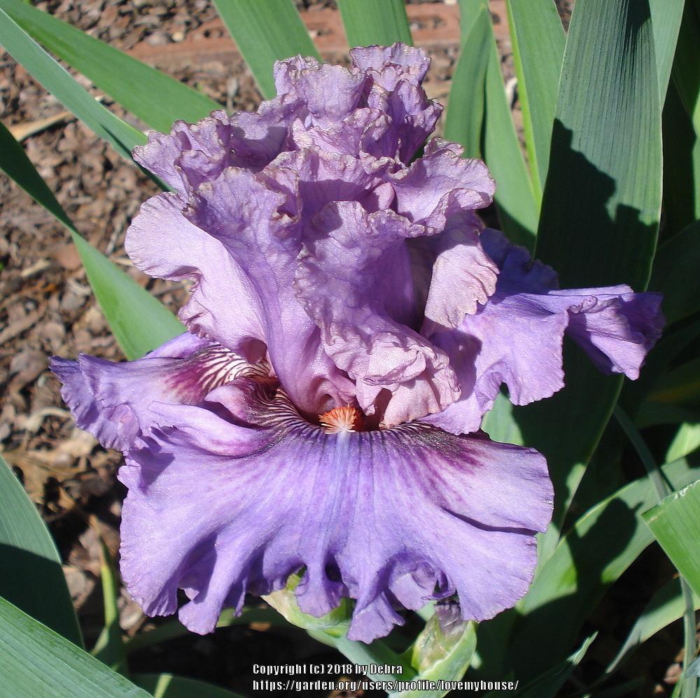 Photo of Tall Bearded Iris (Iris 'Ruby Haze') uploaded by lovemyhouse
