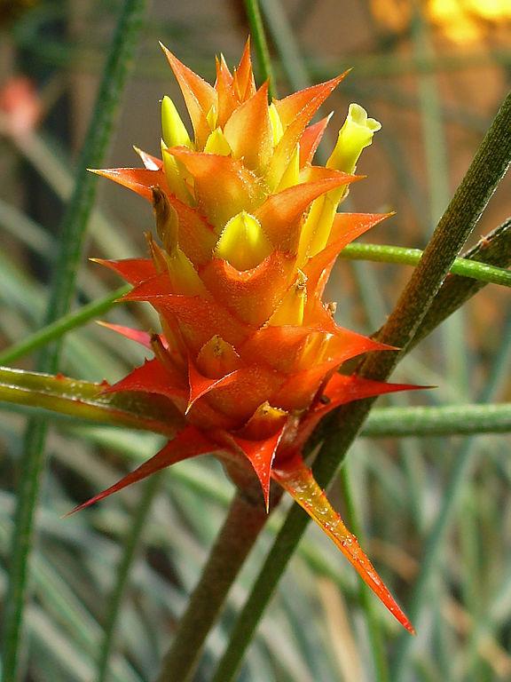 Photo of Pinecone Bromeliad (Acanthostachys strobilacea) uploaded by robertduval14