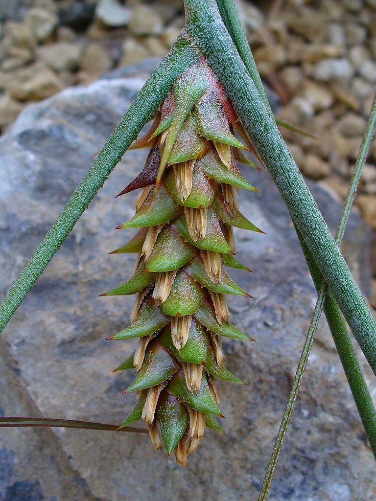 Photo of Pinecone Bromeliad (Acanthostachys strobilacea) uploaded by robertduval14