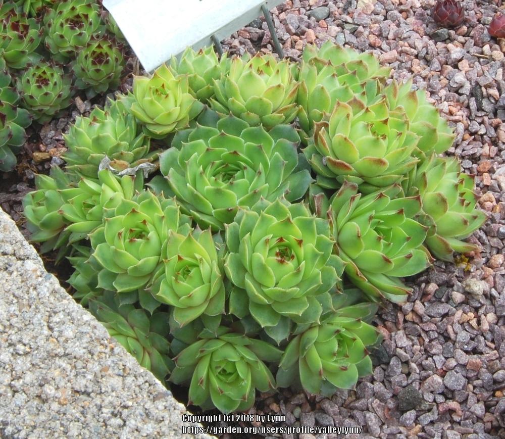 Photo of Hen-and-Chickens (Sempervivum calcareum 'Limelight') uploaded by valleylynn