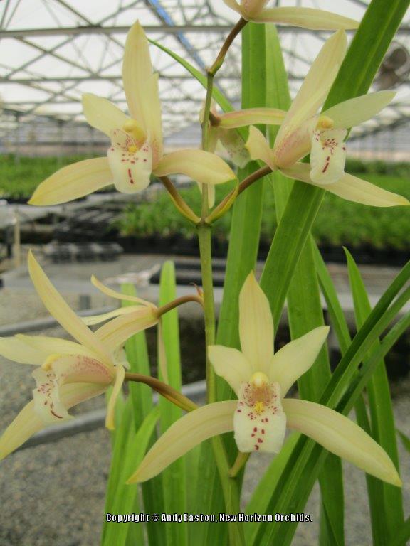 Photo of Orchid (Cymbidium) uploaded by Australis