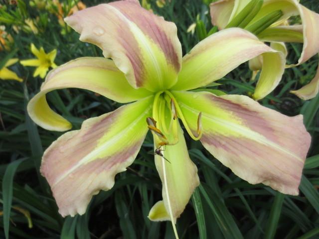 Photo of Daylily (Hemerocallis 'His Highness') uploaded by Caruso