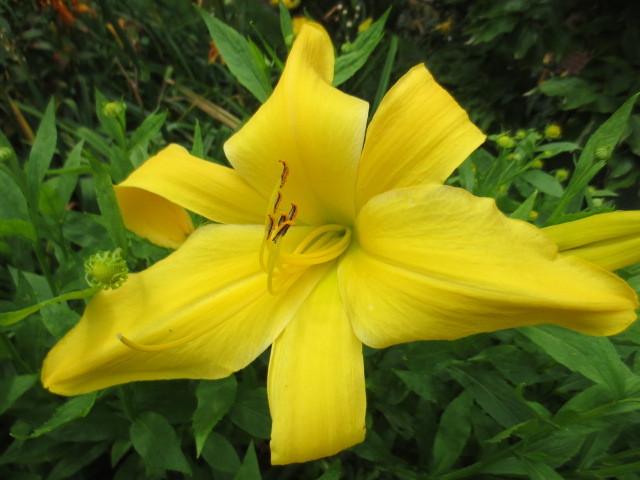 Photo of Daylily (Hemerocallis 'Goldner's Bouquet') uploaded by Caruso