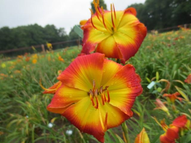 Photo of Daylily (Hemerocallis 'Evidence of Aliens') uploaded by Caruso