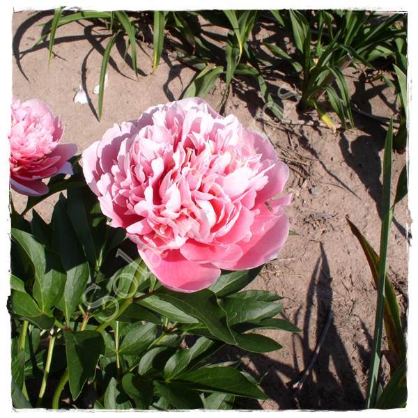 Photo of Garden Peony (Paeonia 'Etched Salmon') uploaded by Joy