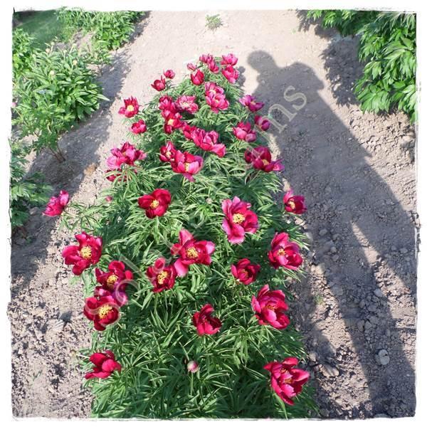 Photo of Hybrid Fern Leaf Peony (Paeonia 'Early Scout') uploaded by Joy