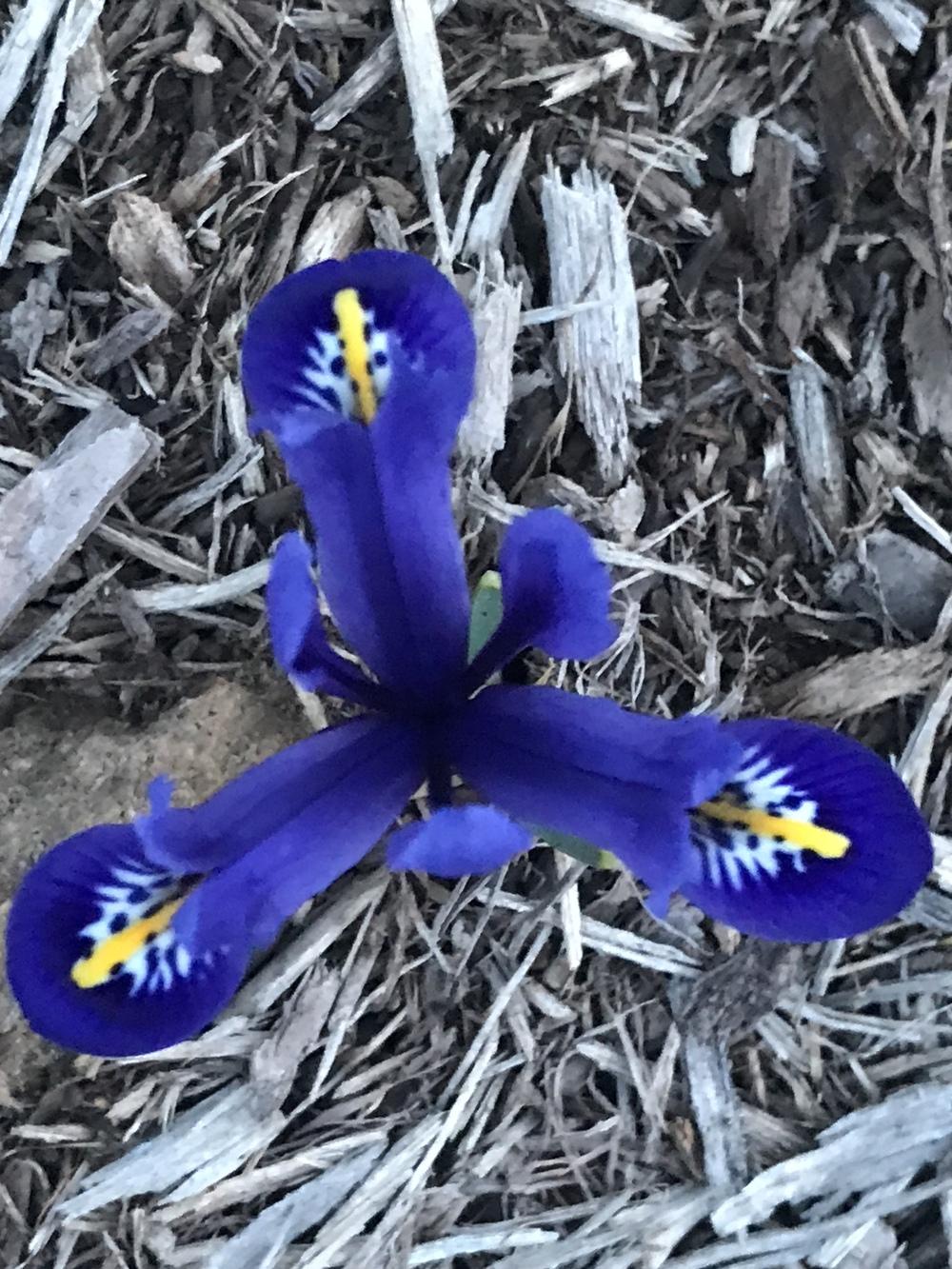 Photo of Reticulated Iris (Iris reticulata 'Harmony.') uploaded by Legalily