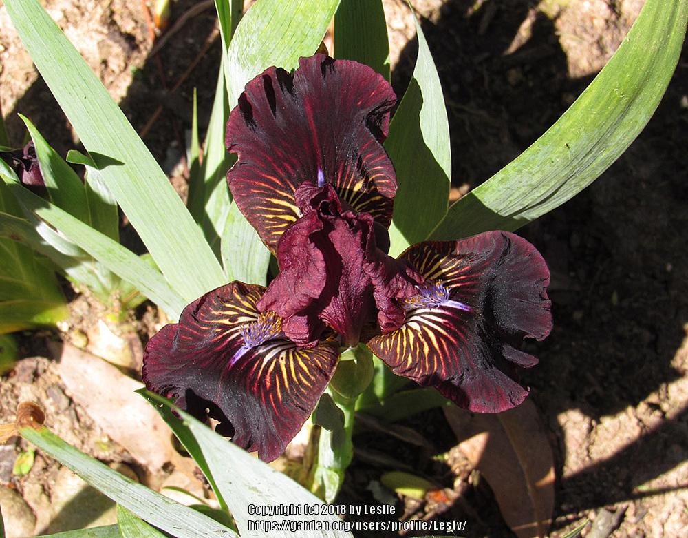 Photo of Standard Dwarf Bearded Iris (Iris 'Fancy Sparkler') uploaded by Lestv