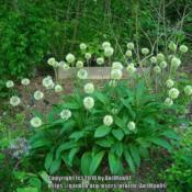 2 clones of Allium victorialis in bloom, a fine shade plant