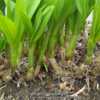 fresh spring foliage rising from reticulated bulbs that sit expos