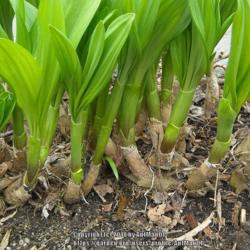 Location: Massachusetts garden
Date: April 17, 2011
fresh spring foliage rising from reticulated bulbs that sit expos