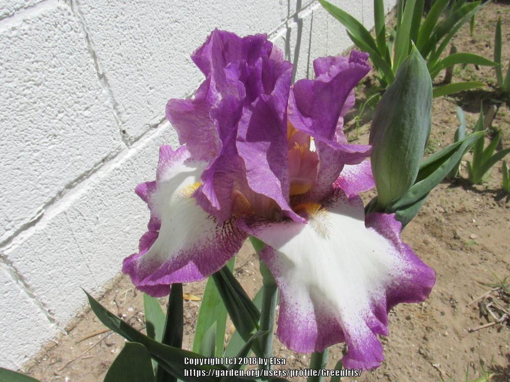 Photo of Tall Bearded Iris (Iris 'Footloose') uploaded by GreenIris
