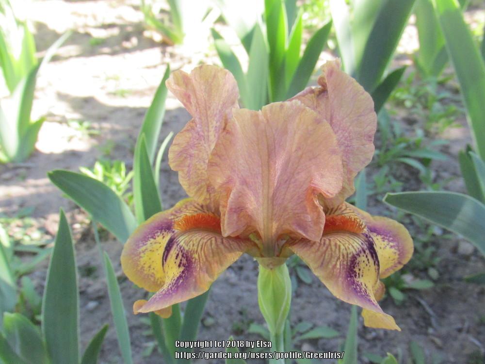 Photo of Intermediate Bearded Iris (Iris 'Logo') uploaded by GreenIris