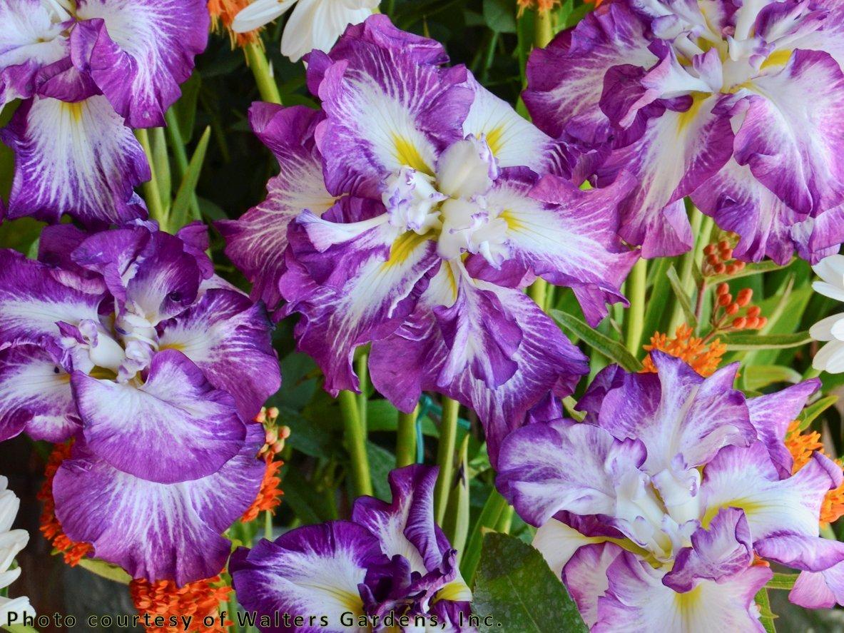 Photo of Japanese Iris (Iris ensata 'Lion King') uploaded by Joy