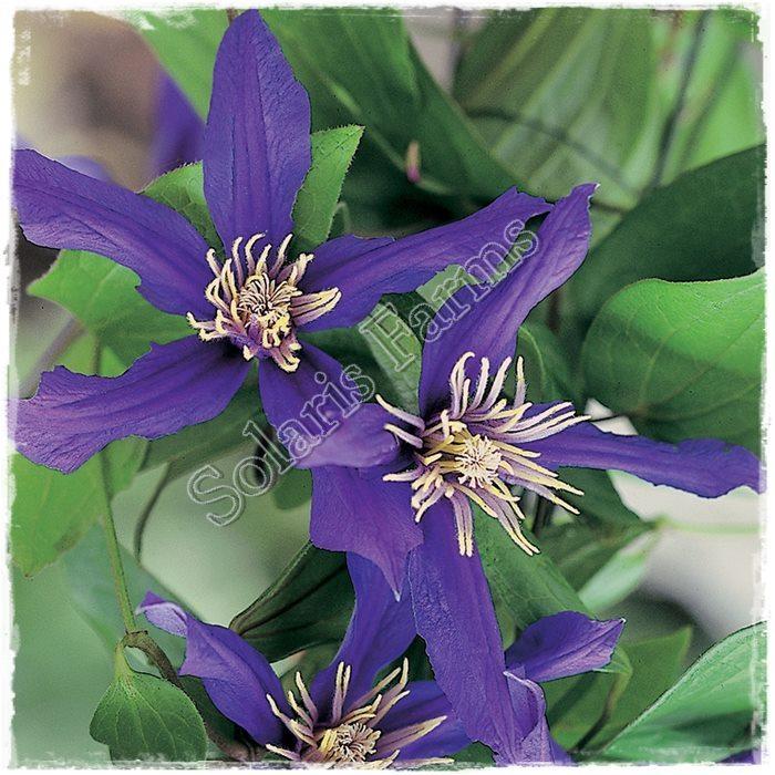 Photo of Clematis Petit Faucon™ uploaded by Joy