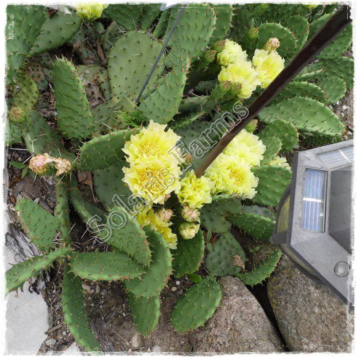 Photo of Eastern Prickly Pear (Opuntia humifusa) uploaded by Joy
