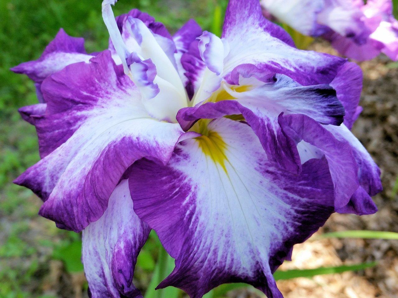 Photo of Japanese Iris (Iris ensata 'Lion King') uploaded by Joy