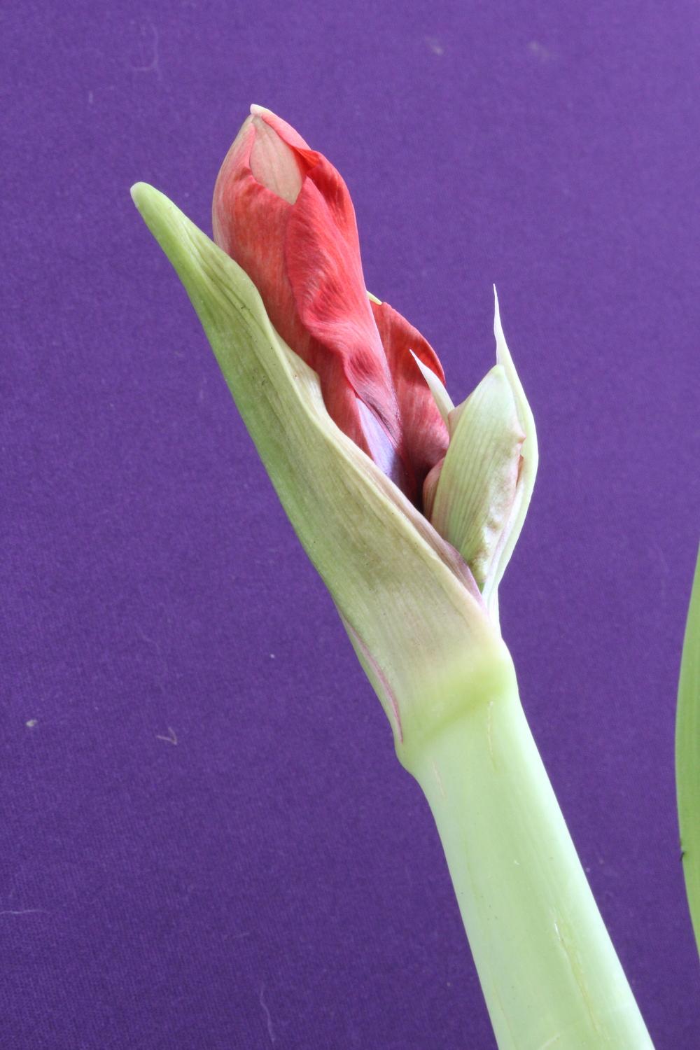 Photo of Amaryllis (Hippeastrum Gold Medal®) uploaded by Lucichar