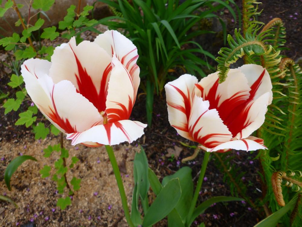 Photo of Tulips (Tulipa) uploaded by gardengorilla97306