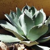 Six year old Agave parryi Truncata under short duration, high int