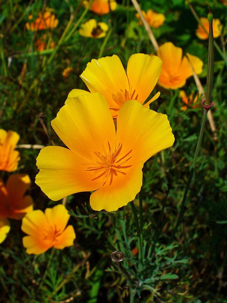 Photo of California Poppy (Eschscholzia californica) uploaded by robertduval14