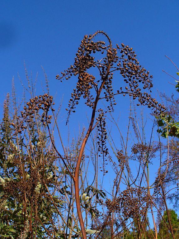 Photo of Black Cohosh (Actaea racemosa) uploaded by robertduval14