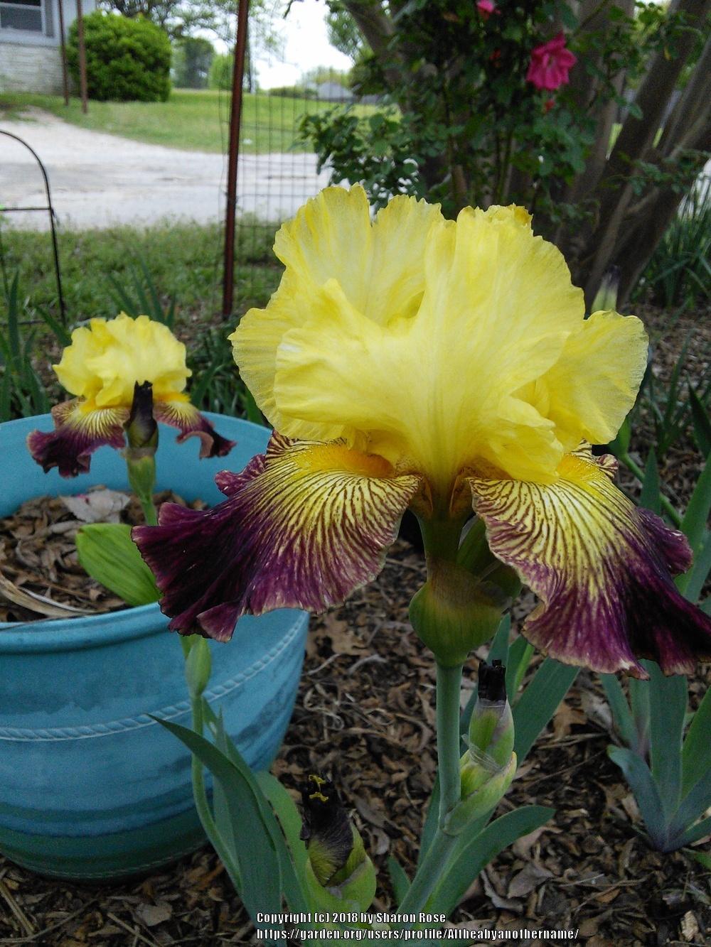 Photo of Tall Bearded Iris (Iris 'Living on the Edge') uploaded by Altheabyanothername