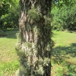 Location: Massachusetts garden
Date: July 21, 2017
rough bark with lichens