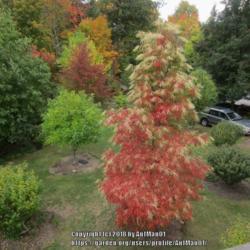 Location: Massachusetts garden
Date: October 18, 2016
Superb autumn color on 20 year old tree.