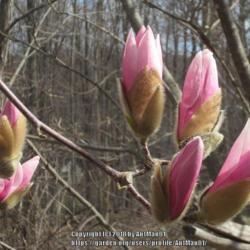 Location: Massachusetts garden
Date: April 25, 2015
Buds emerging from the furry winter-protective bud sheaths