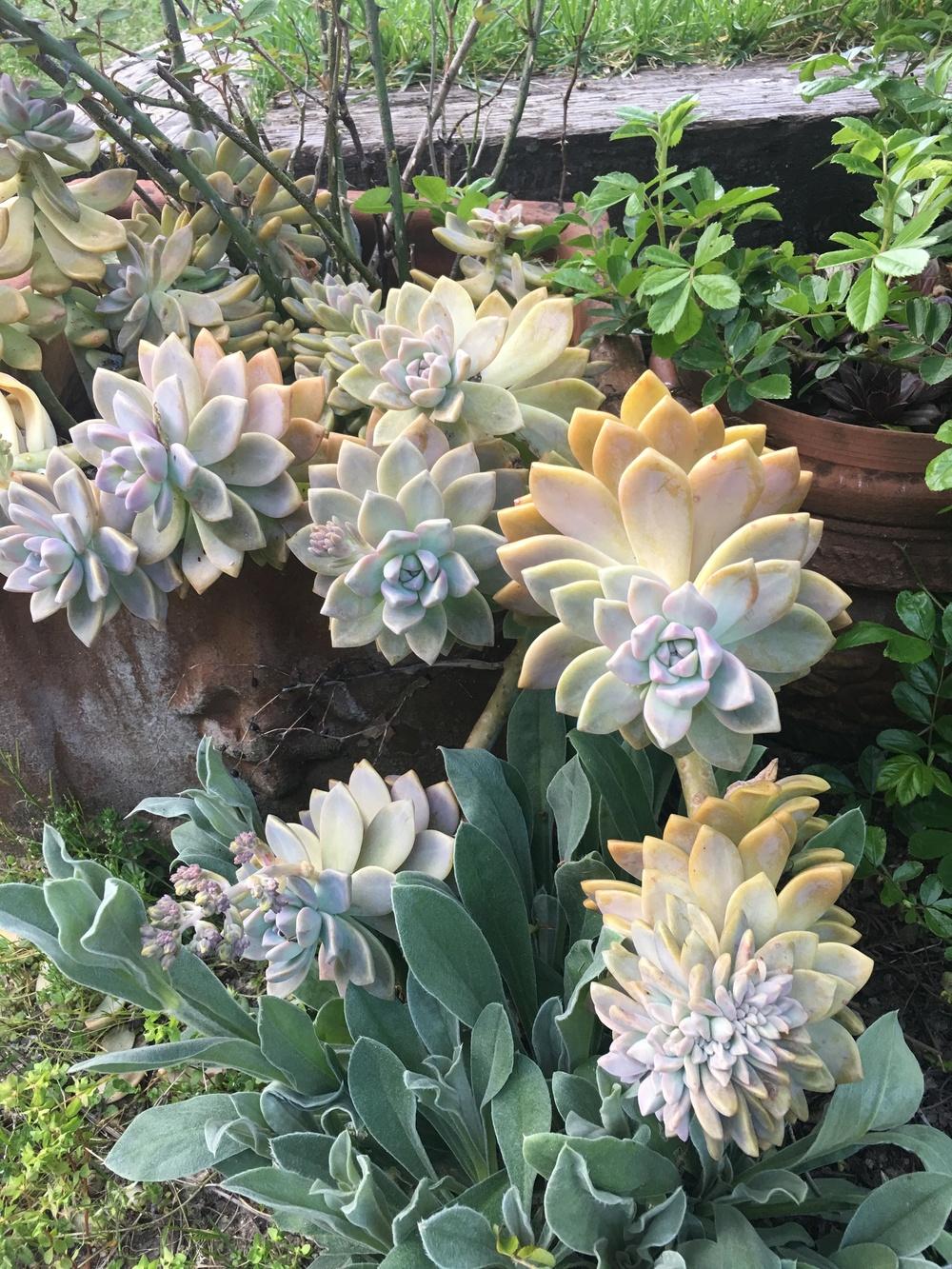 Photo of Ghost Plant (XGraptosedum 'Ghosty') uploaded by Calif_Sue